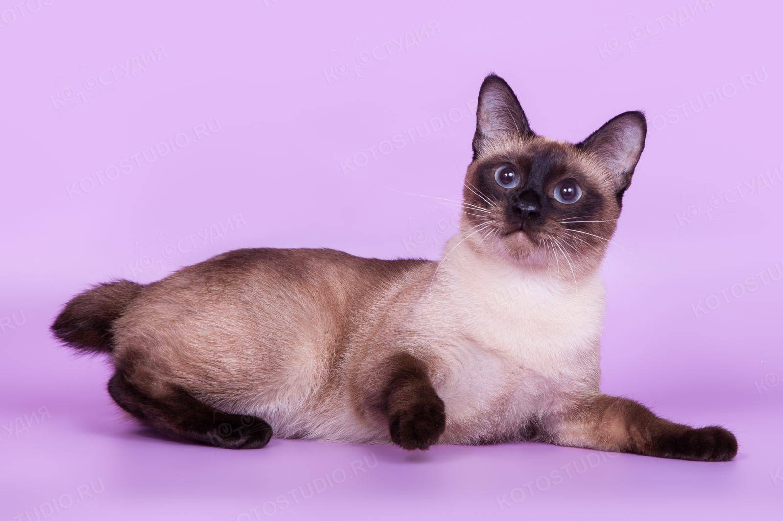 Кошка меконгский бобтейл: особенности породы и фото питомцев, уход за котом и его содержание