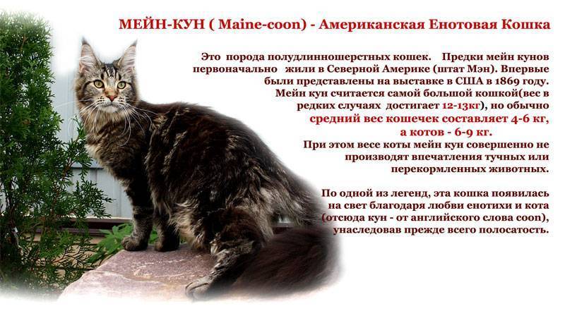 Мейн кун - все о породе кошек, описание породы, фото и видео