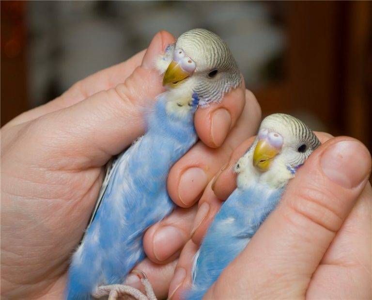 Как определить пол волнистого попугая - отличить мальчика от девочки