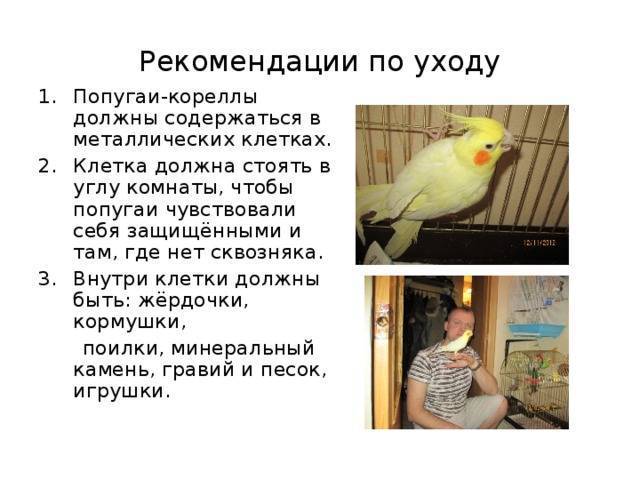 Уход за попугаем корелла в домашних условиях