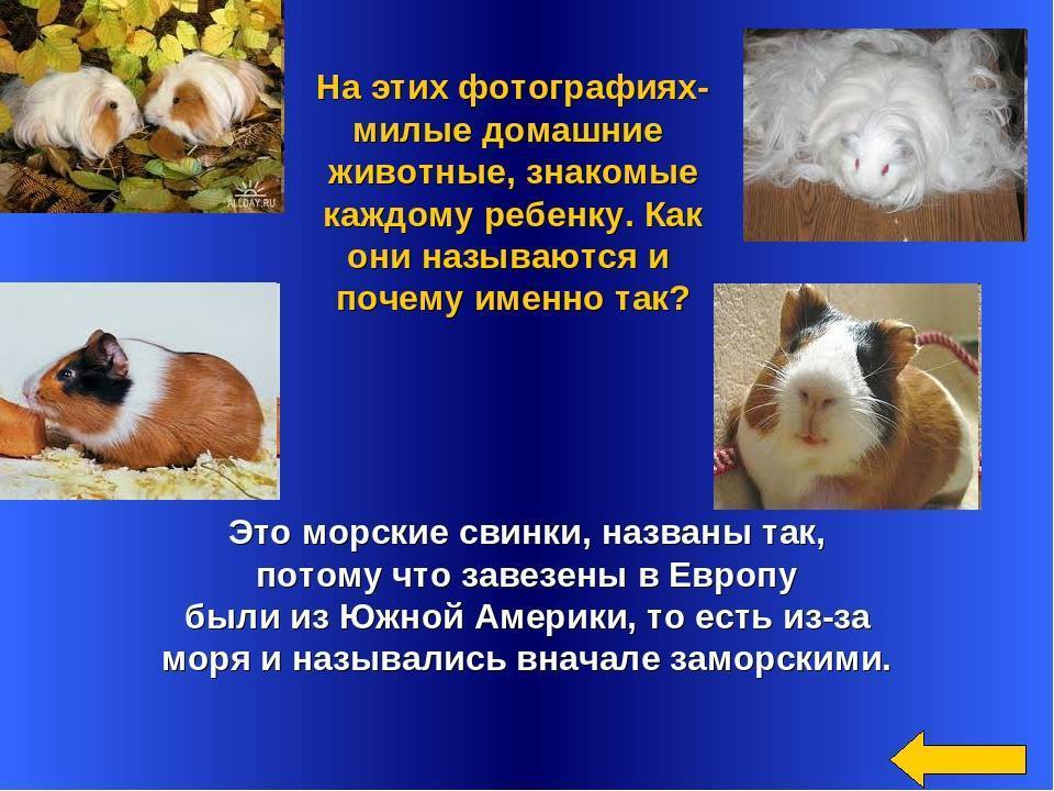 ᐉ почему морская свинка пищит когда ее гладишь? - zooshop-76.ru