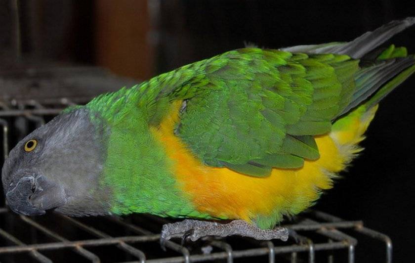 Все о сенегальском попугае: фото, описание, особенности содержания