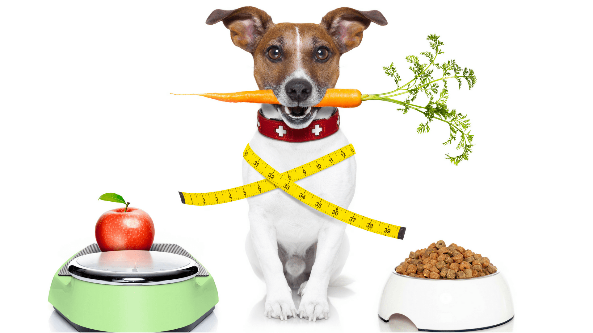Натуральные корма для собак: рецепты + список разрешенных и запрещенных продуктов, готовые рецепты и список ингредиентов