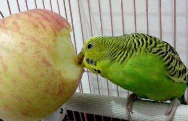 Какие фрукты можно давать волнистым попугаям