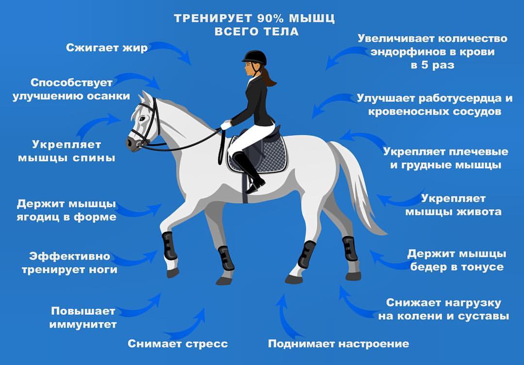 Как водить лошадь: 14 шагов (с иллюстрациями)