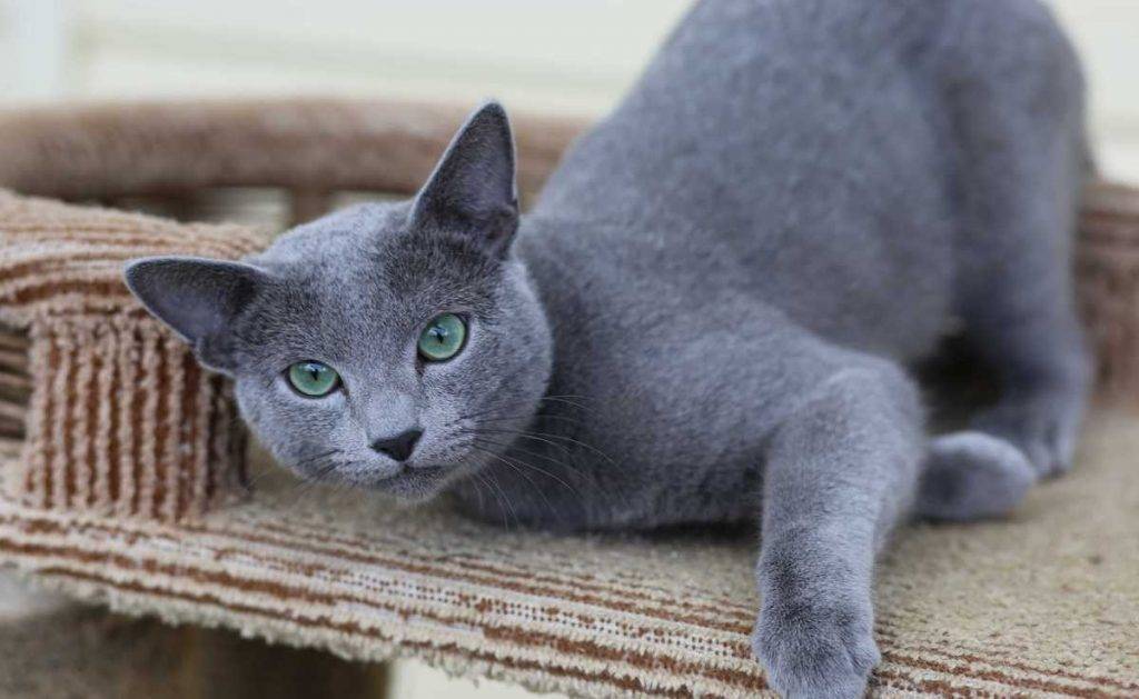 Русская голубая кошка — описание пород котов