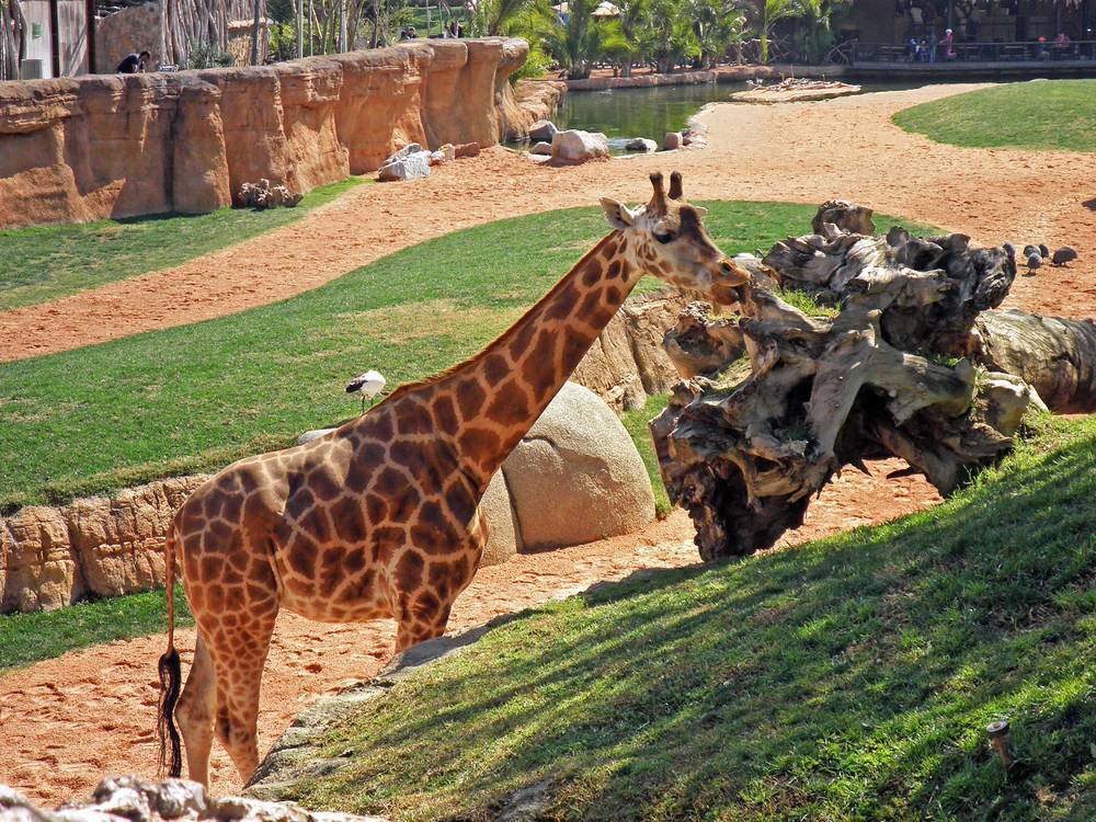 7 самых больших зоопарков на планете