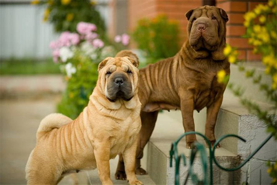 Собака шарпей: фото и описание породы, характер и характеристики породы, история шарпея