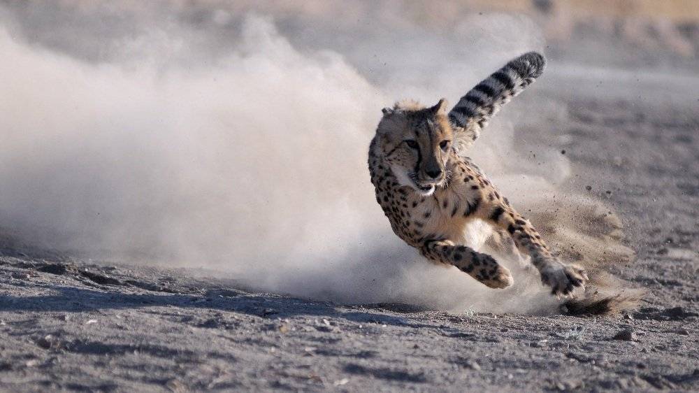 Топ 10 самые быстрые животные в мире