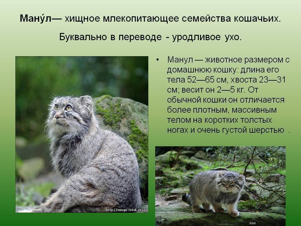 Кот манул - описание породы и среда обитания, образ жизни и питание, содержание в зоопарках