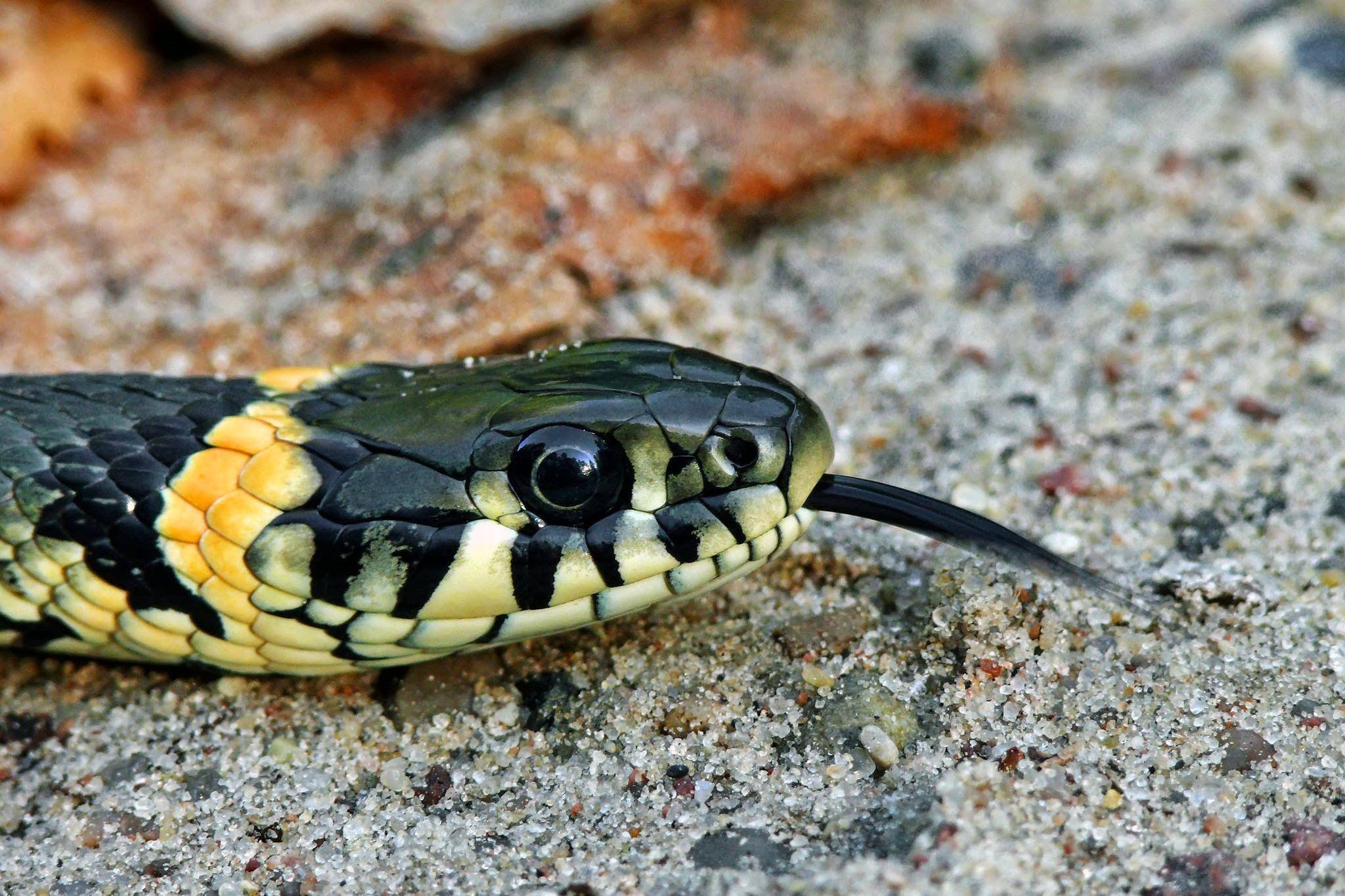 Виды змей. описание, особенности, названия и фото видов змей
