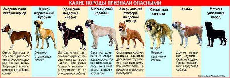 Самые сильные собаки в мире: топ-10