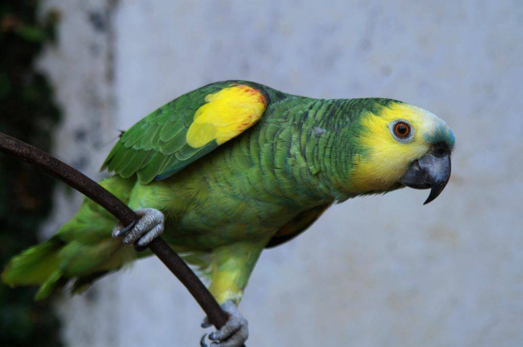 Попугай амазон: описание, содержание в домашних условиях