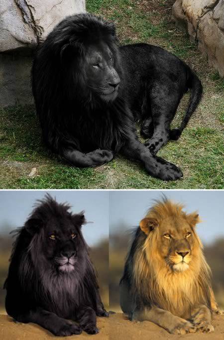 Черный лев – миф или реальность? проверяем