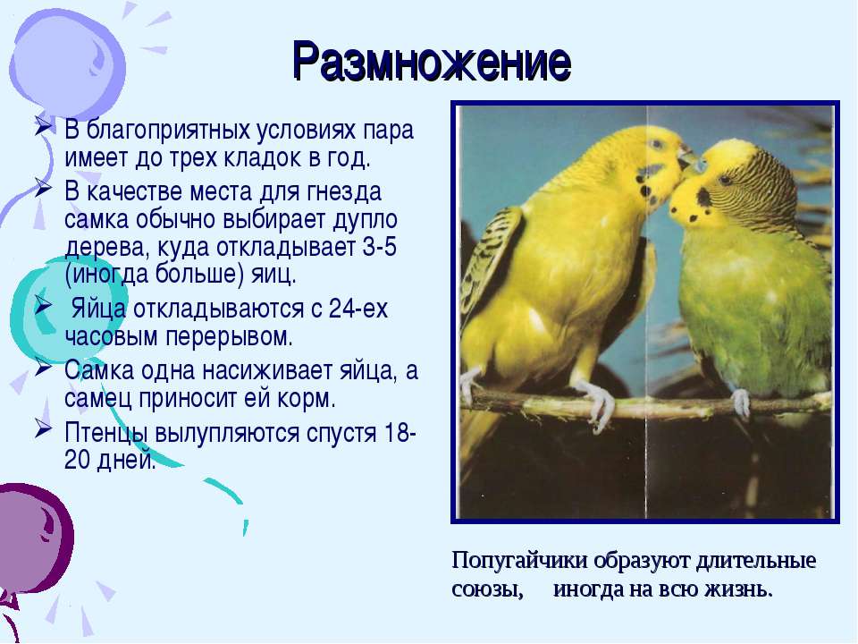 Интимный процесс: спаривание и размножение волнистых попугайчиков дома