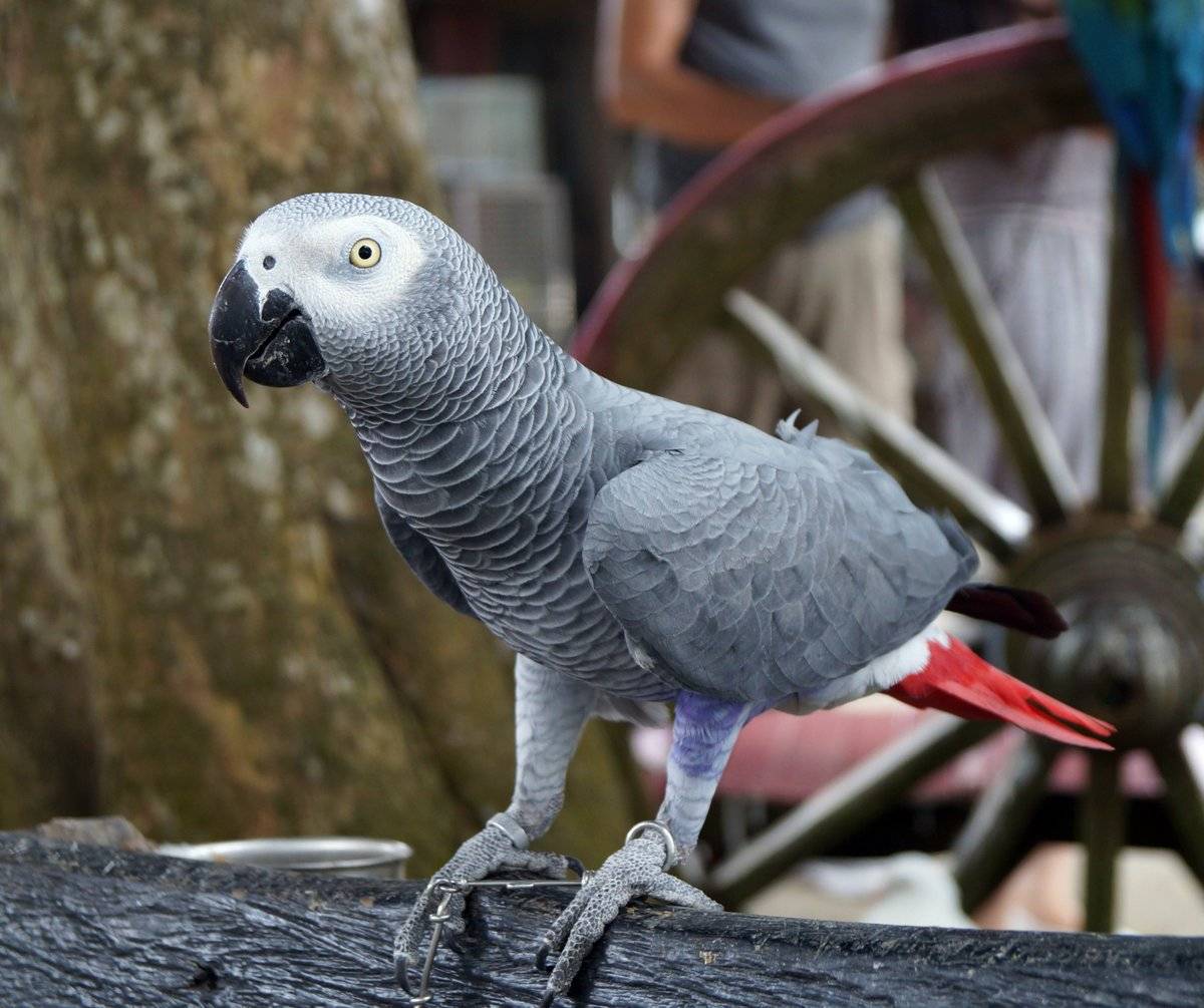 Виды попугаев: фото и названия, породы домашних попугаев