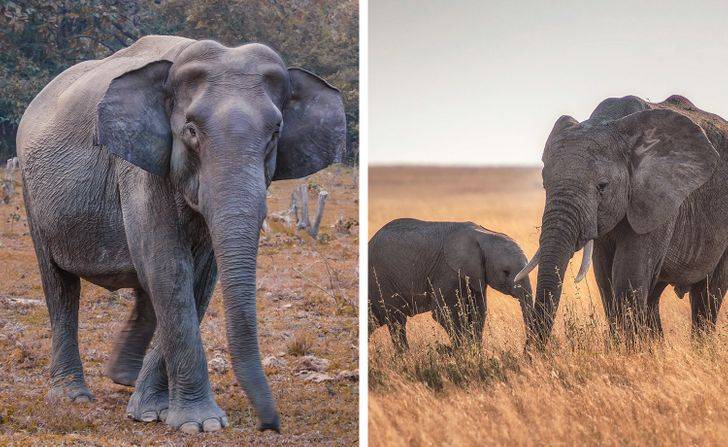 Сколько у слонов длится беременность и как они заботятся о потомстве