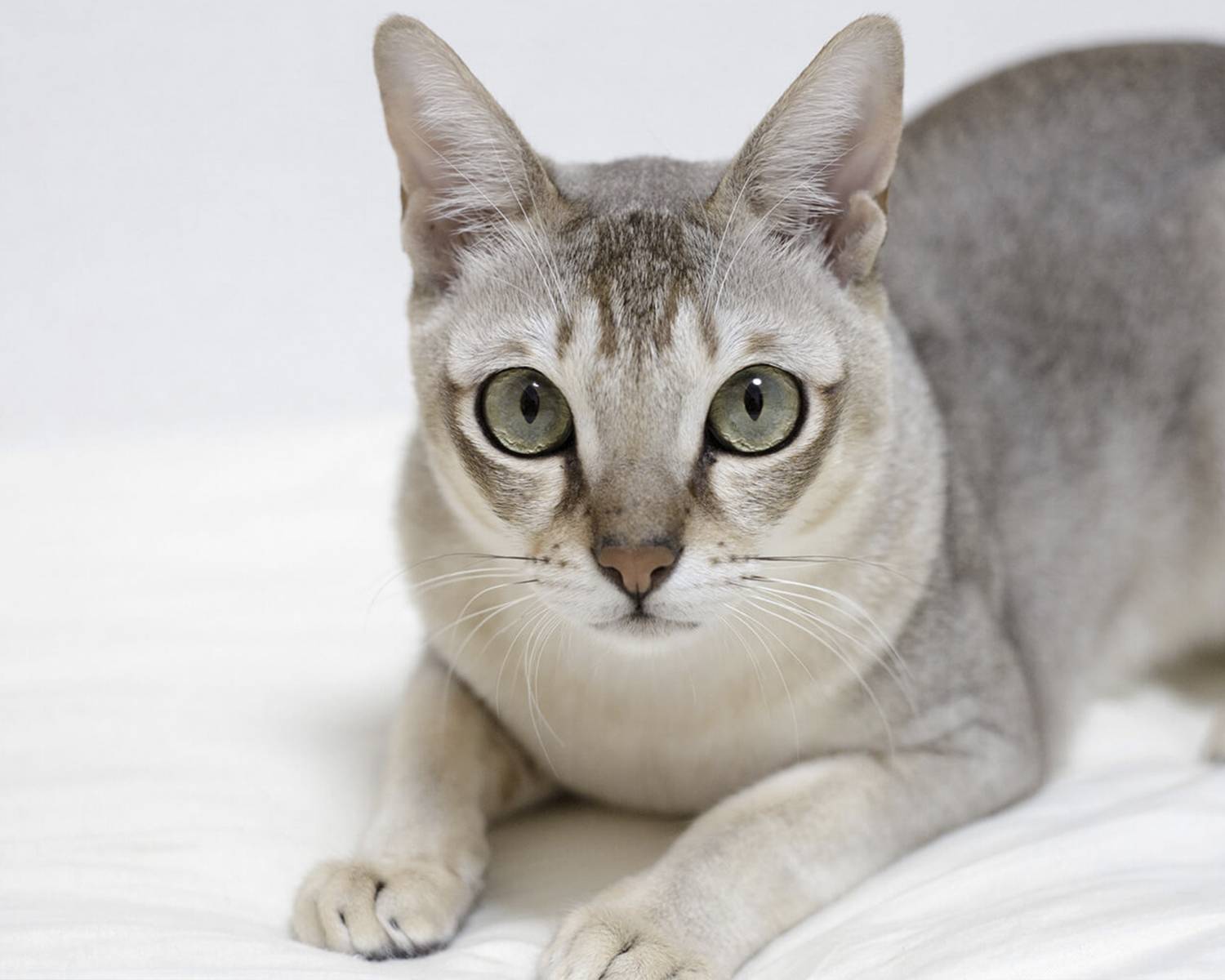Сингапурская кошка - фото и описание породы (характер, уход и кормление)