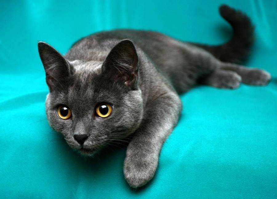 Корат (кошка): описание породы, характер, уход :: syl.ru