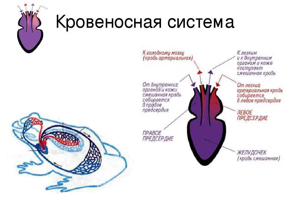ᐉ какое сердце у земноводных — подробное описание и характеристика - zoopalitra-spb.ru
