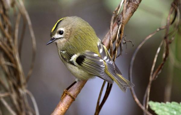 Топ 10 самые маленькие птицы в мире: читаем главное