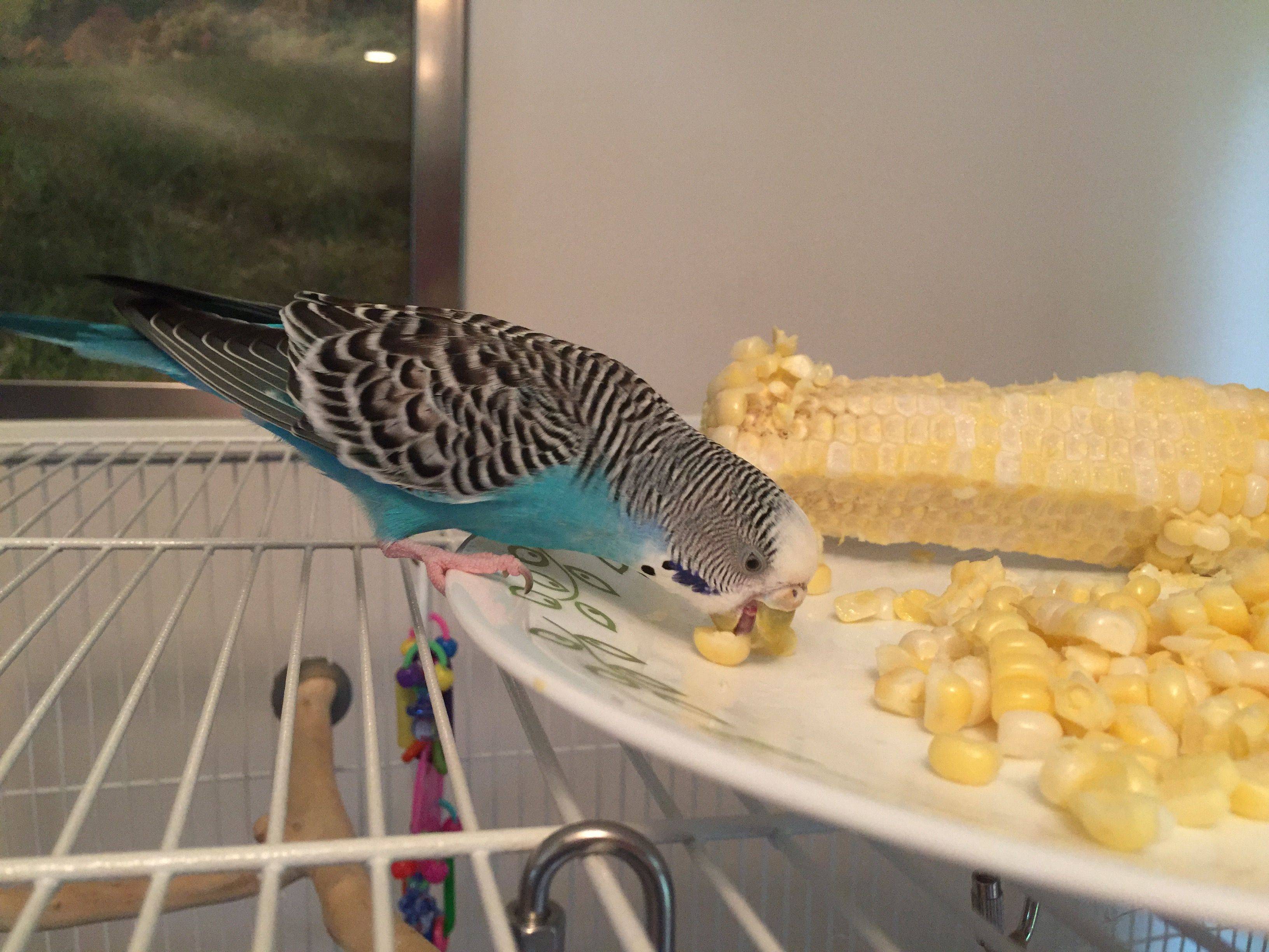 Что едят попугаи: чем питается волнистый попугай в домашних условиях с фото
