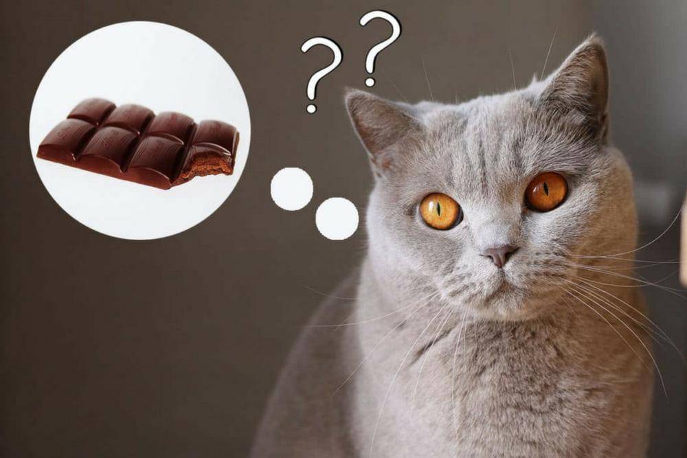Можно ли кошкам сладкое или вкусовые пристрастия четвероногих