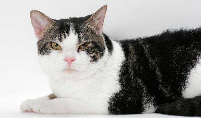Американская жесткошерстная кошка: фото, описание породы, характера