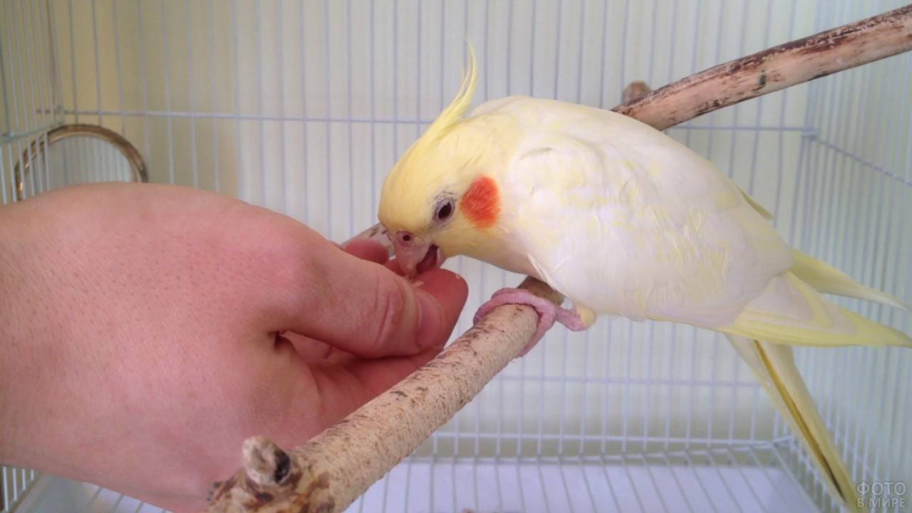 Попугай корелла как приучить к рукам