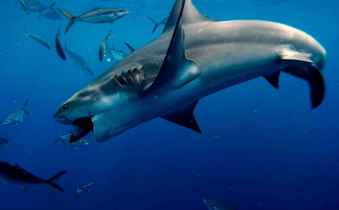Акула-домовой - фото и видео ∞ лагуна акул
