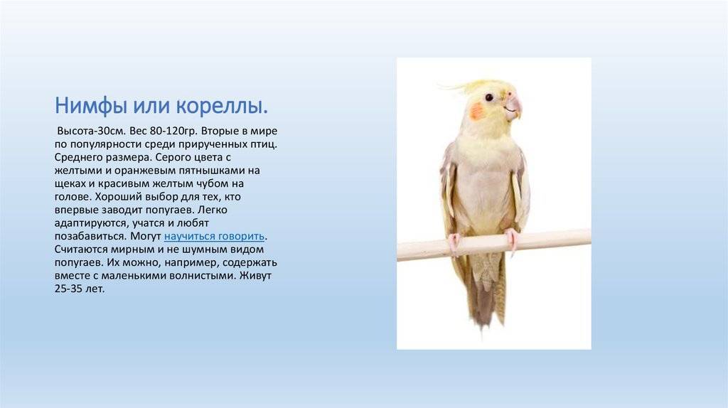 Попугай корелла - описание, уход, содержание и питание | главная