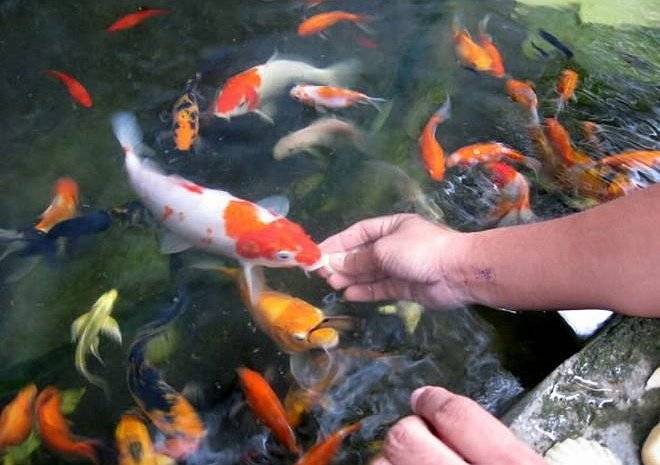 Питание аквариумных рыбок и виды кормов