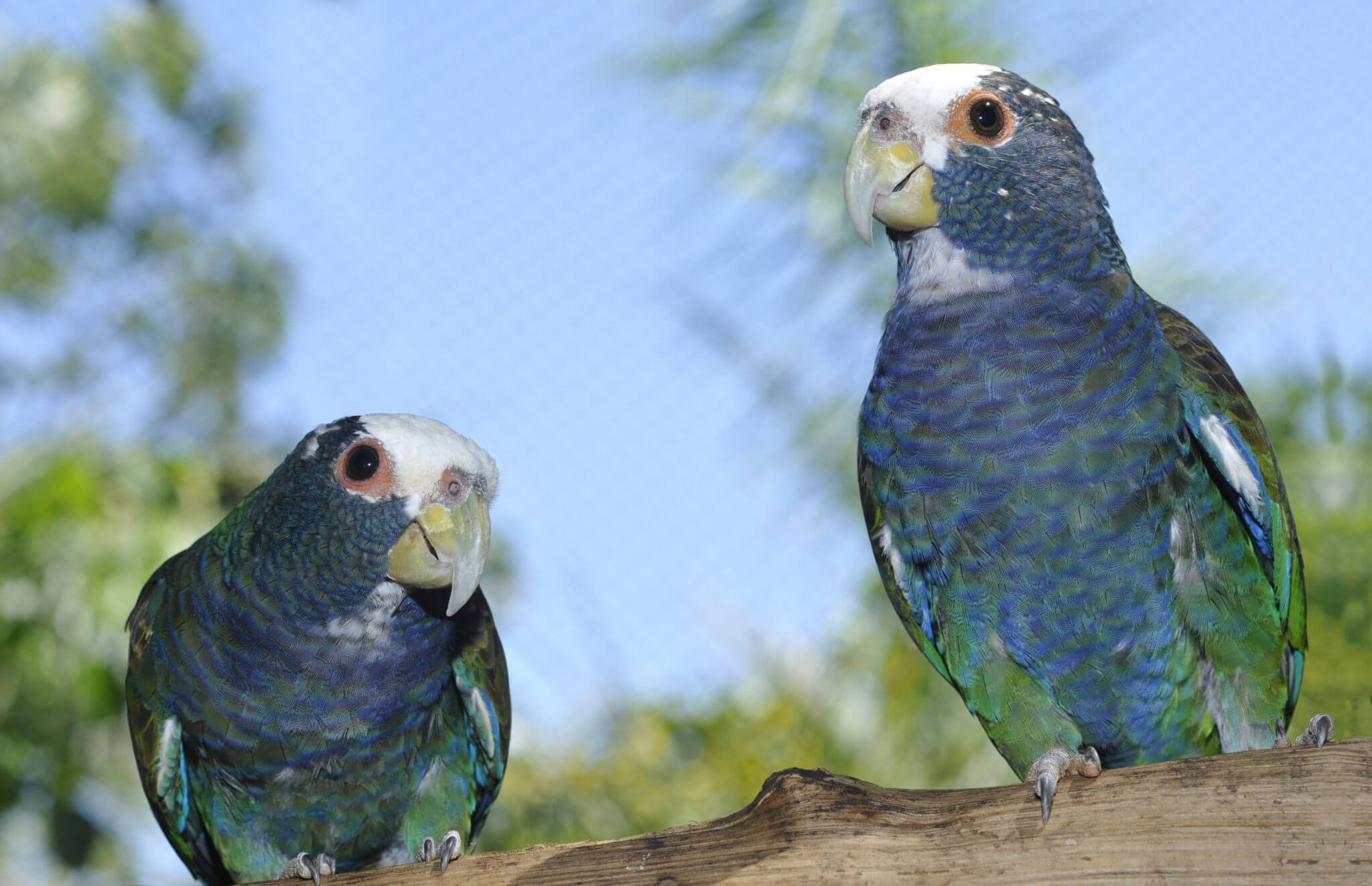 О видах и породах попугаев