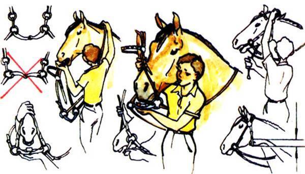 Как скакать галопом на лошади (с иллюстрациями)