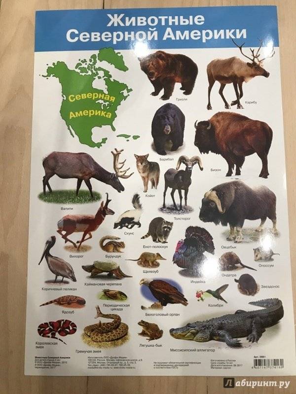 Животные северной америки - названия видов, фото и описание