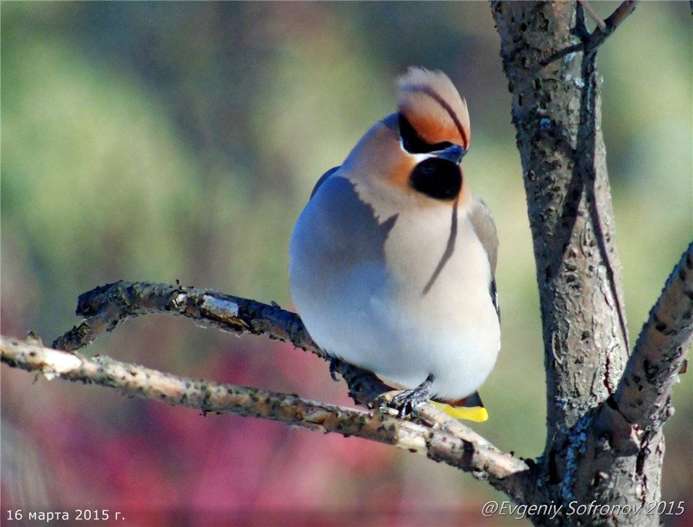 Свиристель: описание и особенности, перелётные они или зимующие птицы, фото