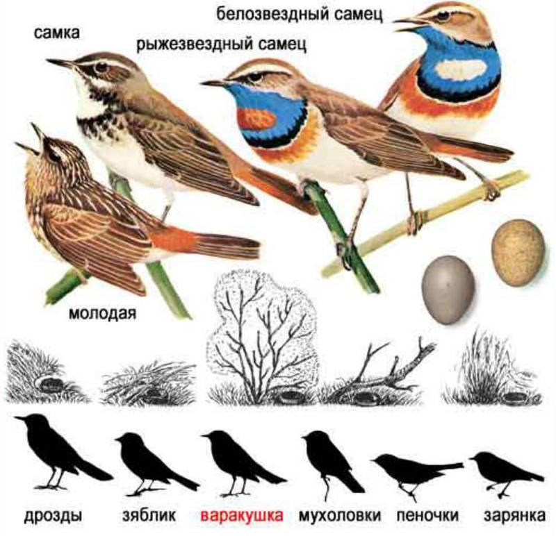 Перелетные и зимующие птицы – краткое описание для детей (2 класс, окружающий мир) 
