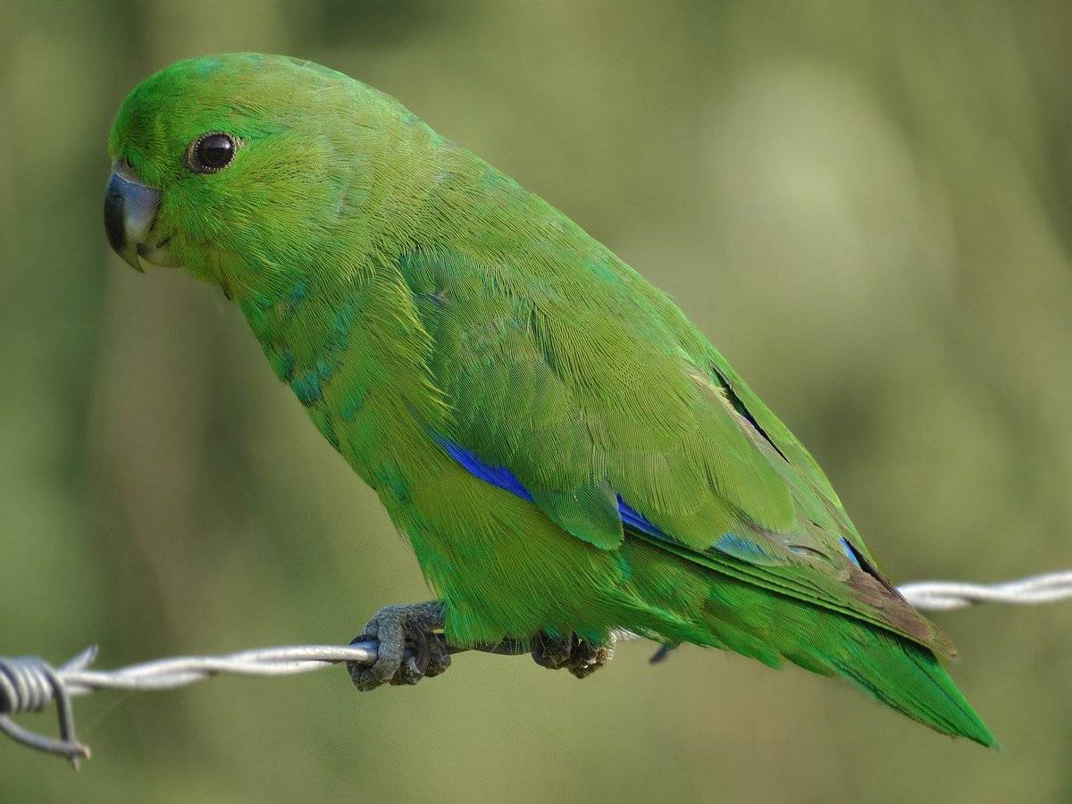 Говорящий попугай: какая порода считается лучшим говоруном
