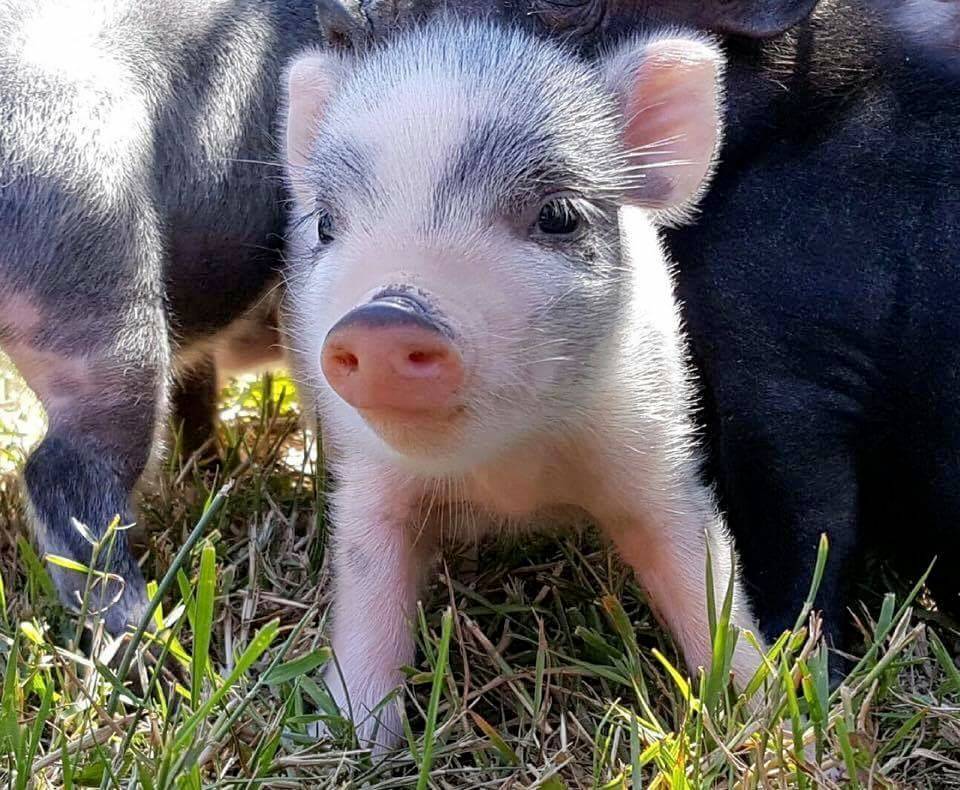 Пиги-мини: карликовые домашние декоративые микро свинки с фото
