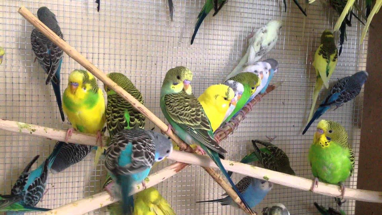 Разведение волнистых попугаев в домашних условиях для начинающих:)