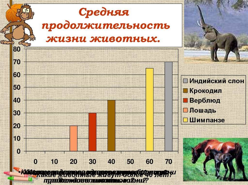 Сколько лет живут коровы разных пород и средние показатели продолжительности жизни
