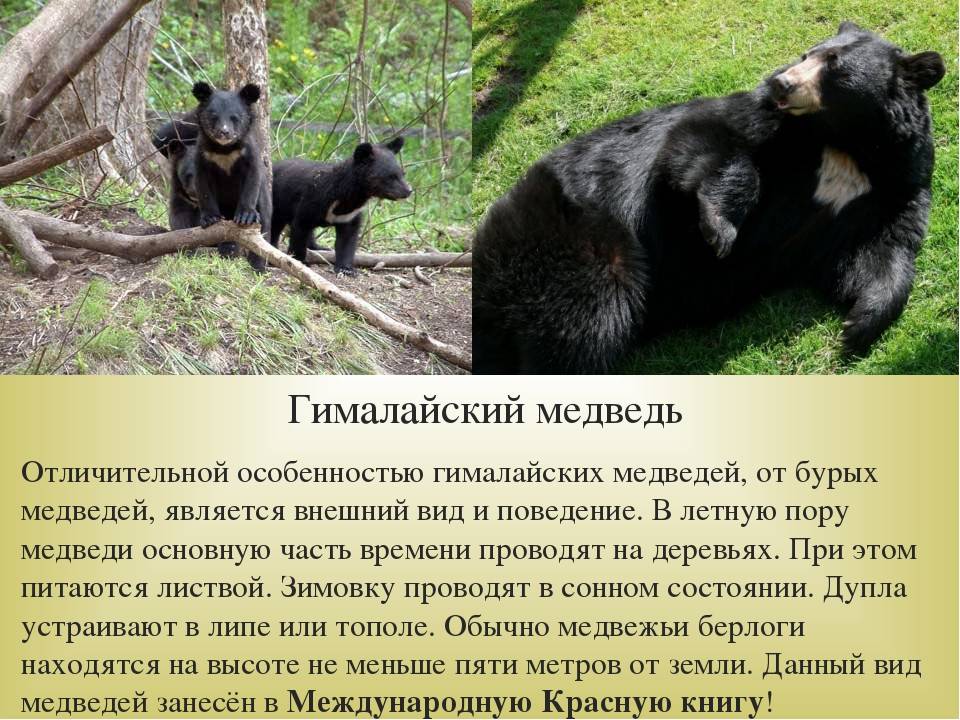 Медведи – фото, описание, виды, ареал, рацион, враги
