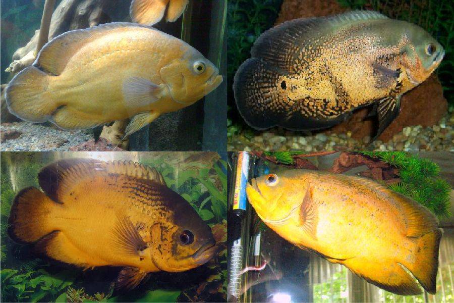 астронотус ореховый фото