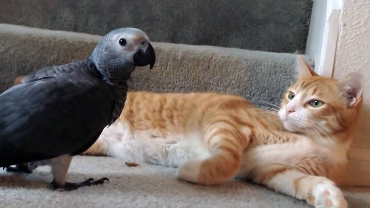 Попугай и кошка в одной квартире - может ли жить кот и попугай в доме