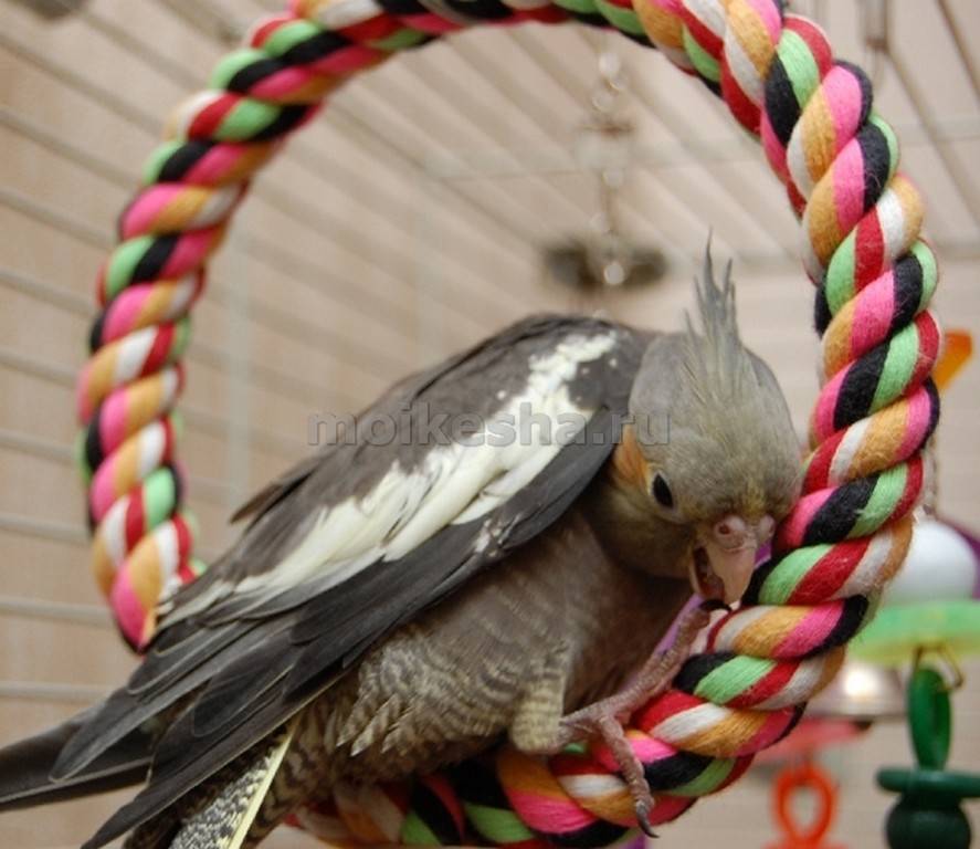 Игрушки для попугаев корелла своими руками ⋆ онлайн-журнал для женщин
