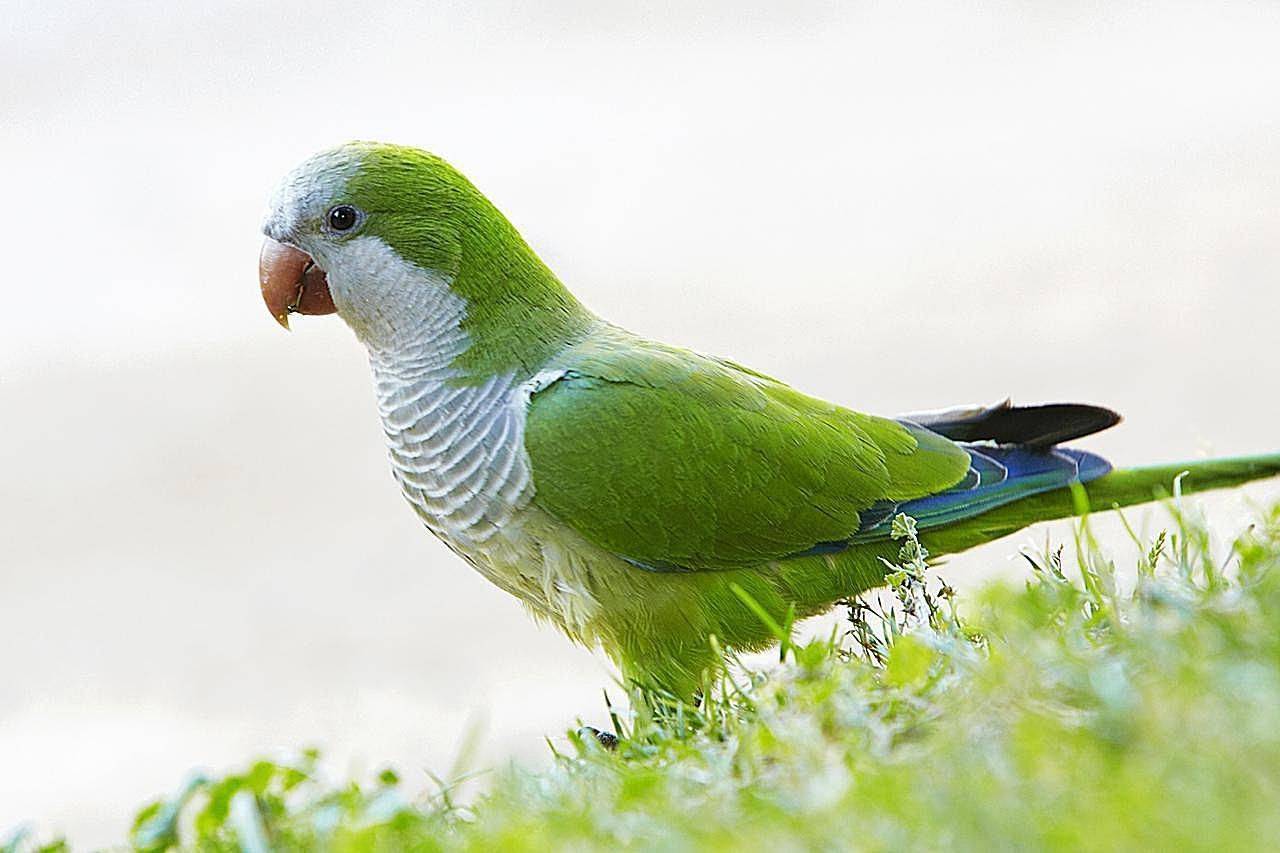 Самые красивые птицы мира - авторский релиз, топ 49 (фото 99)