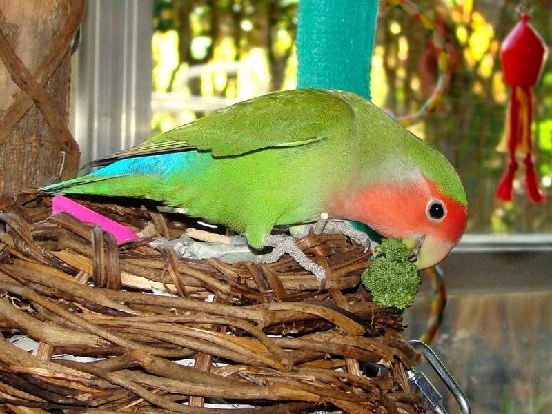 Содержание попугаев неразлучников в домашних условиях