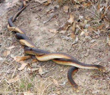 Змея медянка обыкновенная – фото и описание