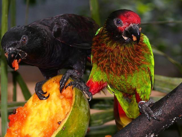 Попугай какарик: фото, уход и содержание, разведение какариков