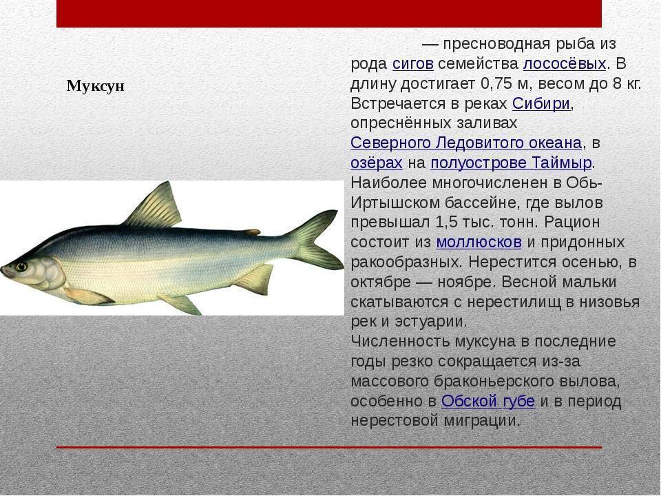 Рыба муксун????: фото и описание. как выглядит муксун????, чем питается и где водится